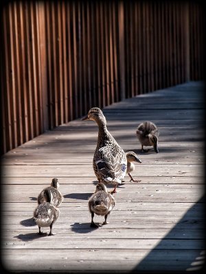 Ducks Using Bridge-Shirley
