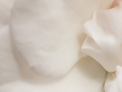 White rose - Geophoto
