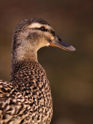 Duck - kleivis