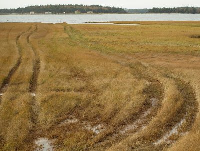 the salt marsh track - brenda