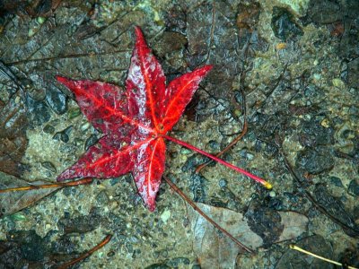 Maple Leaf by Cindy