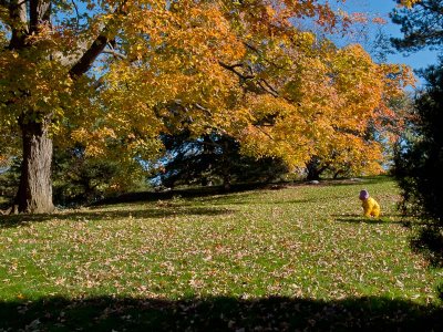 Girl Examining Autumn  Leaves - Brad