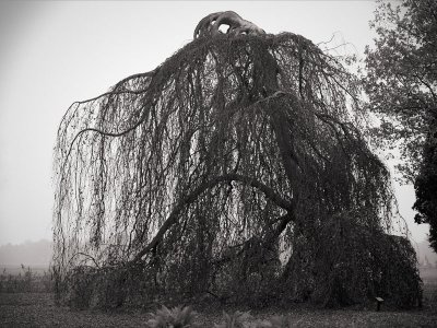 Weeping branches - Geophoto