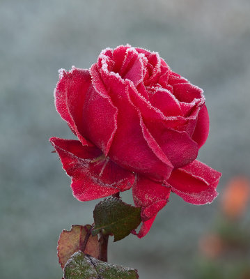 Frosty red by Dennis