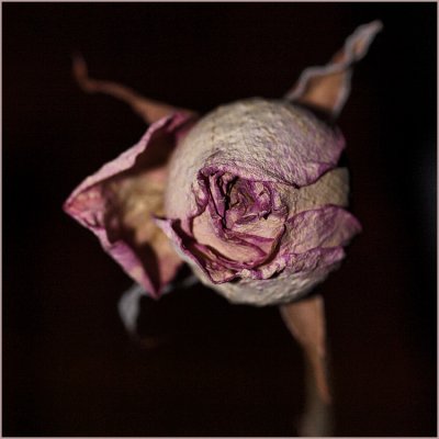 Dried Rose-Shirley