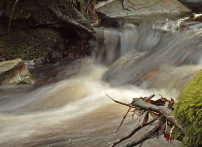 tiny rivulet, big dreams - brenda