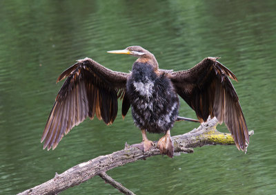 Phew! Get out the deodorant by Dennis