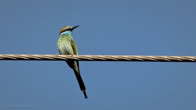 Bird on a Wire II -Salskov