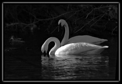 swans - brent