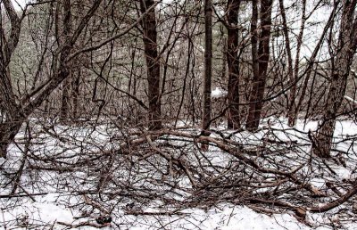 Trees with Snow - Brad