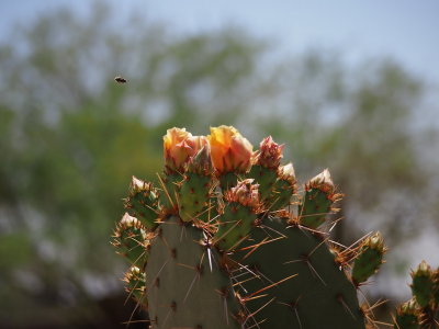 Cactus Flowers and Bee - Kevdog