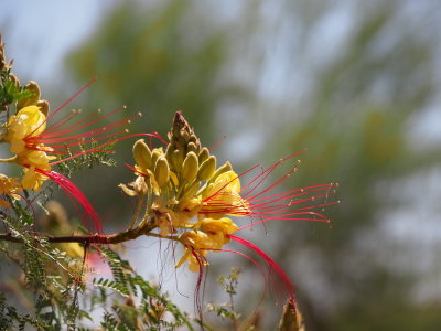 Tree Flowers - Kevdog