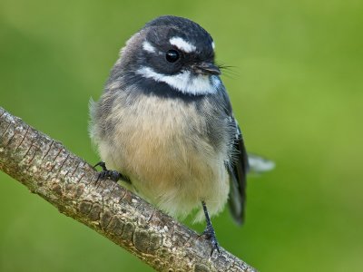 Cute liitle bird by Dennis