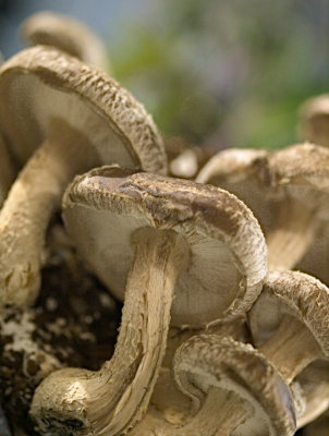 g4/07/527607/3/142446052.0YPC0AKQ.jpg