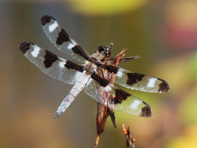 summertime friend - brenda