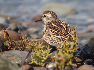 least sandpiper and glasswort - brenda