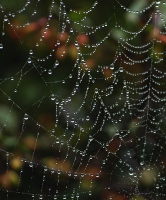 a spider's jewellery - brenda