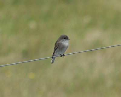 Bird on a wire by Dennis