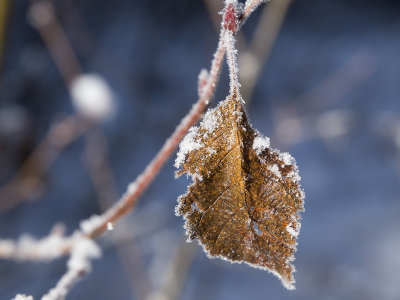 Frozen Leaf by Lawrence