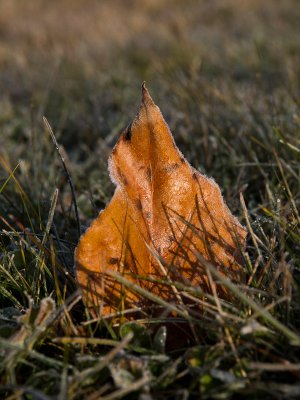Fallen Leaf by Lawrence