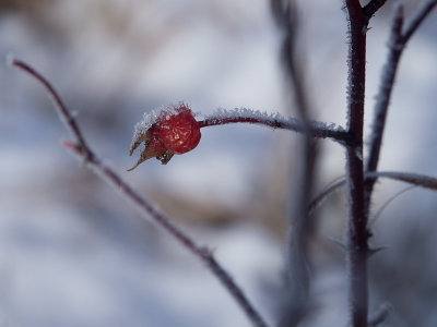 Frozen Berry by Lawrence