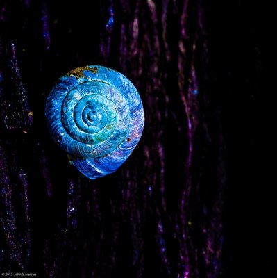 The Snail Galaxy- Salskov