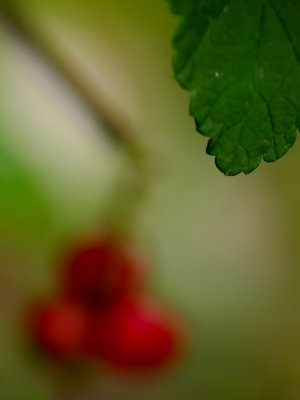 Red currant - Miro