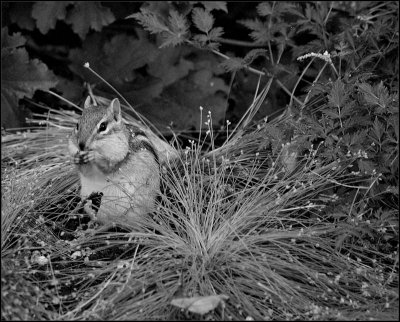 chipmunk - brent