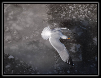 2nd - seagull over the ice -  brent