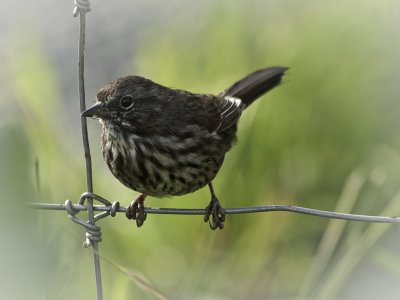 Bird on a Wire - Stefan