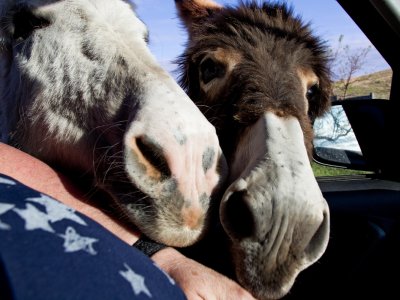 More Carrots Please!-Shirley