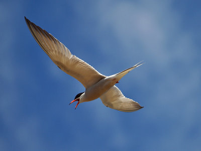 one good tern deserves another - brenda