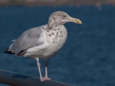Gull Portrait - Brad