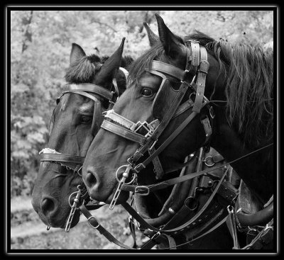 two horses - brent