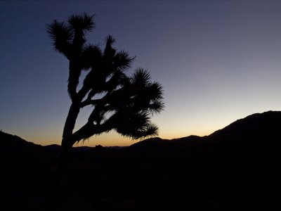 JoshuaTree Sunrise by Dave Gaines