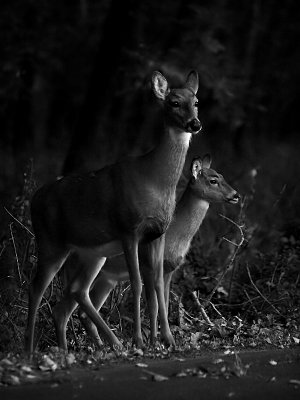 5th Place - Doe and Fawn-Shirley