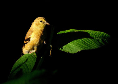 male goldfinch - brenda