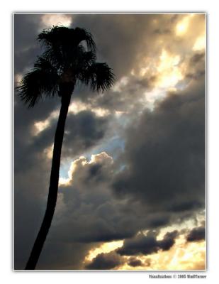 Royal Palm Silhouette Bill_Turner