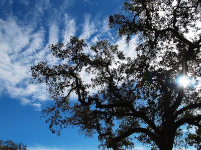 Valley Oak @ Sunol Regional Wilderness