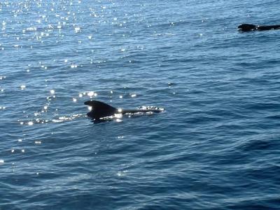 Belugas * by Doris Baillet