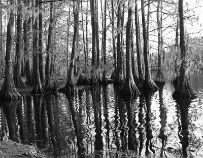 cypress grove by Finches50