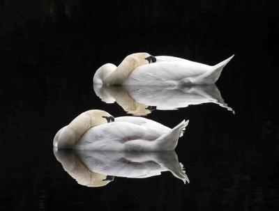 1st  - The Airlie swans by Finches50