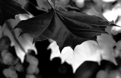 sycamore by Finches50