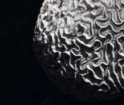 the other side of the moon-Finches50