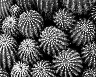 Prickly! by Nifty