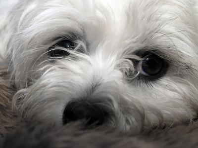Dog - Geophoto
