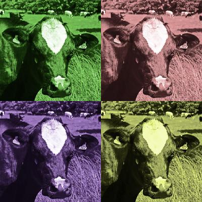 Black and White Cow #1 by Kev.