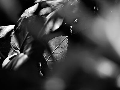 A Crown of Light by Flick Merauld