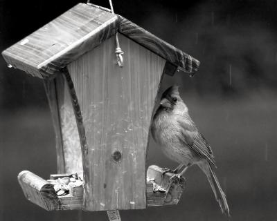 Cardinal in the rain By Bill Steller