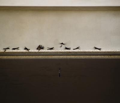 Birds on Unfinished Window by PN